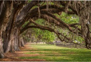 Boone Hall Plantation and Garden 