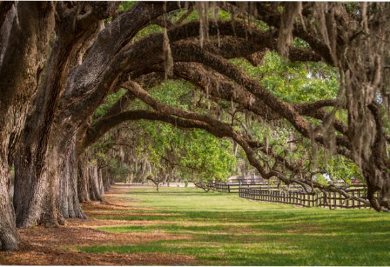 Boone Hall Plantation and Garden